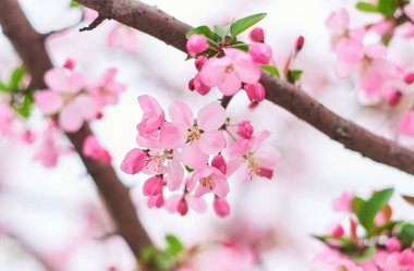 Pink cherry blossoms bloom in spring