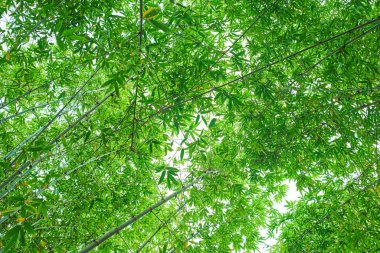 Yeşil bir bambu ormanının arka planı
