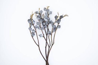 Eucalyptus dried flowers on white background clipart