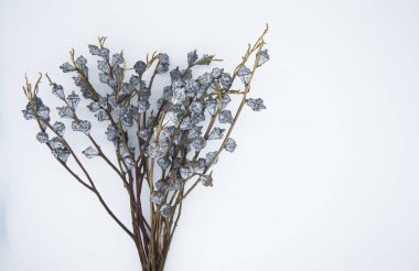 Eucalyptus dried flowers on white background clipart