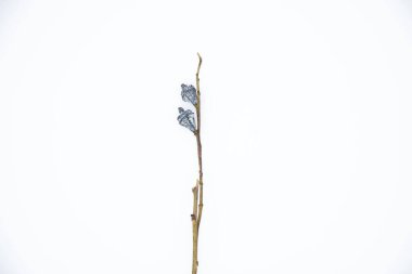 Beyaz arka planda kurumuş okaliptüs çiçekleri