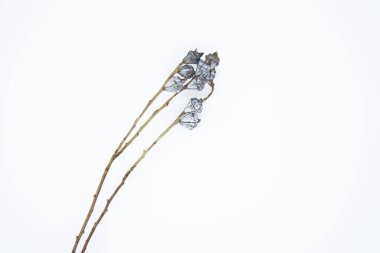 Beyaz arka planda kurumuş okaliptüs çiçekleri