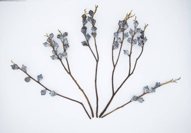 Beyaz arka planda kurumuş okaliptüs çiçekleri