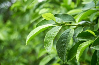 Zümrüt yeşili yapraklar yağmurdan ıslanmış