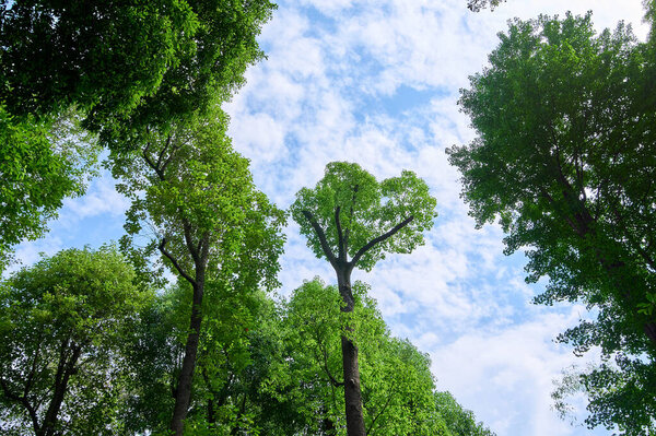 Bosque Verde Por Mañana — Foto de Stock