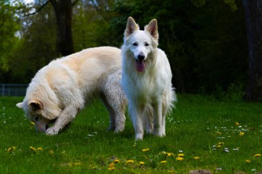 Parktaki köpek dinleniyor.