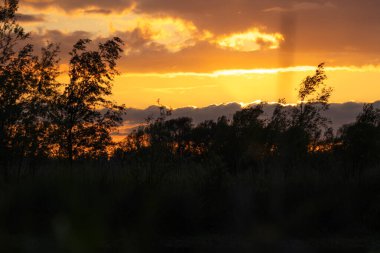 Biesbosch Milli Parkı 'nda gökyüzü çok güzel ve kırmızı. Önünde ağaçlar var.