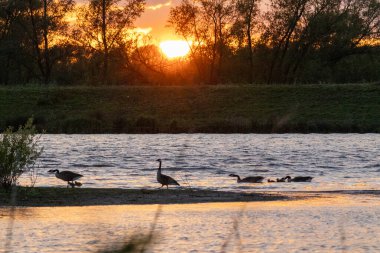Biesbosch Ulusal Parkı 'nda güzel kırmızı bir akşam gökyüzü ve etrafta bir kaz ailesi geziniyor.