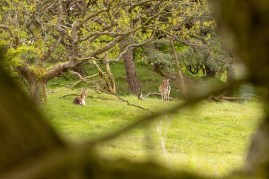 Hollanda 'daki Biesbosch Ulusal Parkı' nda bir ağacın altında yatan geyik.