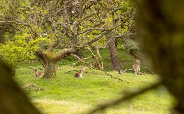 Hollanda 'daki Biesbosch Ulusal Parkı' nda bir ağacın altında yatan geyik.