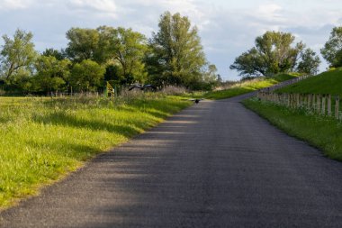 Büyük kuşlar yeşil bir alanda bir yolda uçuyor.