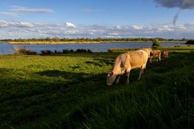 Hollanda 'daki Biesbosch Ulusal Parkı' ndaki bir tarlada özgürce dolaşan ineklerden birinin buzağı var.