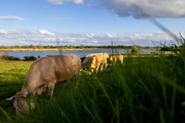 Hollanda 'daki Biesbosch Ulusal Parkı' ndaki bir tarlada özgürce dolaşan ineklerden birinin buzağı var.