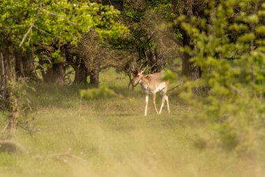 Geyik sahneye çalıların arkasından giriyor.
