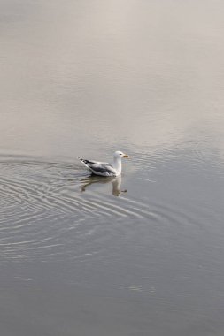 Kuzey Denizi 'nin sularında yüzen beyaz martı.