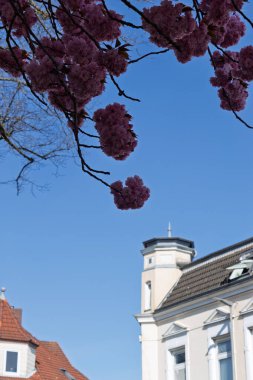 Mavi gökyüzünün arka planında Sakura çiçeği dalları