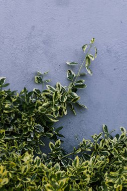 Monoton bir duvarın arkasında Evergreen Fortune huş ağacı