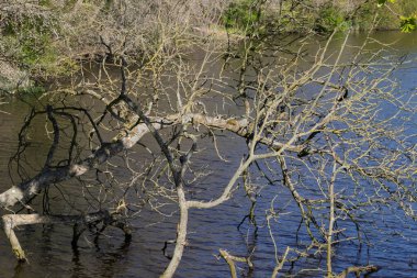 Su gölünde batan bir ağaç. İlginç bir olay. Su ağacı alıyor..