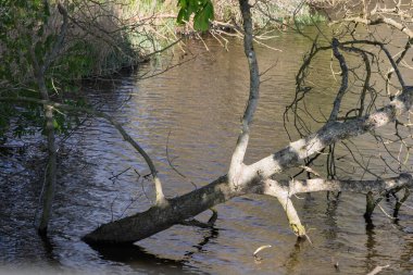 Su gölünde batan bir ağaç. İlginç bir olay. Su ağacı alıyor..