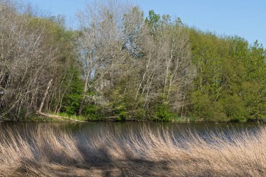 Nehrin kıyı şeridi yeşil ağaçlarla döşenmiştir. Ön planda yüksek kuru otlar. Bahar doğası.
