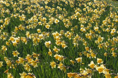 Sahte nergis. Yeşil saplı ve yapraklı sarı çiçek. Bir tarla dolusu çiçek..