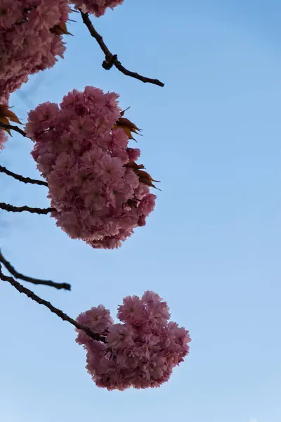 Mavi gökyüzünün arka planında Sakura çiçeği dalları