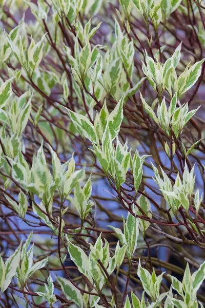 Cornus beyaz yaprakları yakın planda