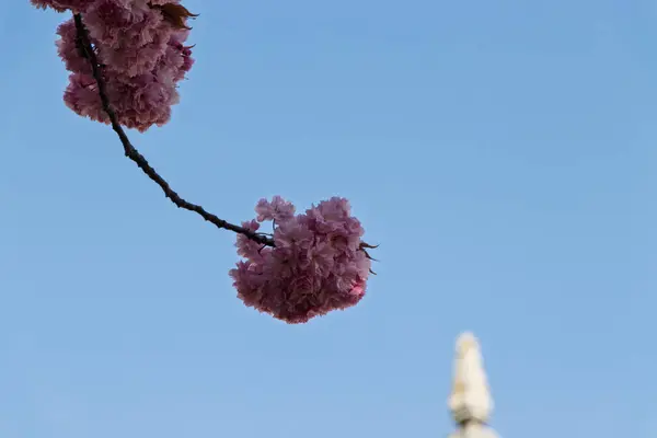 Mavi gökyüzünün arka planında Sakura çiçeği dalları