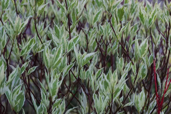 Cornus beyaz yaprakları yakın planda