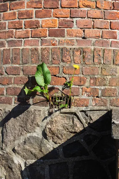 Kırmızı taş kulenin metal kafesinden büyüyen papatya çiçeği..