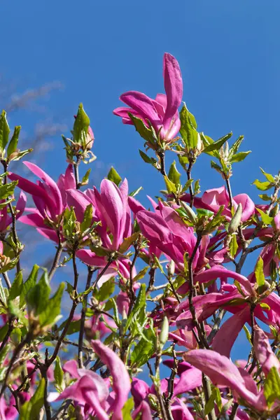 Pembe Magnolia çiçekleri yeşil yaprakların ve mavi gökyüzünün arka planında