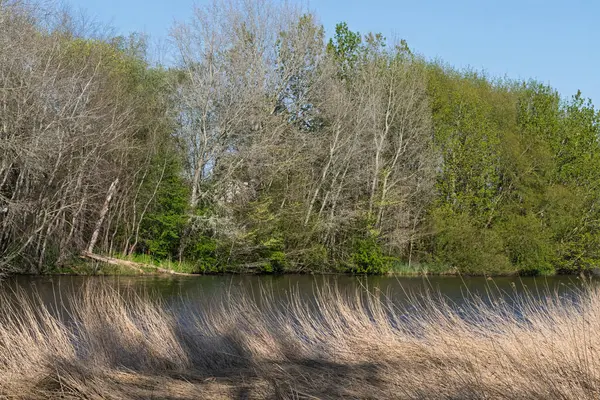 Nehrin kıyı şeridi yeşil ağaçlarla döşenmiştir. Ön planda yüksek kuru otlar. Bahar doğası.