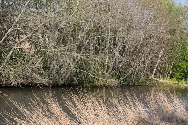 Nehrin kıyı şeridi yeşil ağaçlarla döşenmiştir. Ön planda yüksek kuru otlar. Bahar doğası.