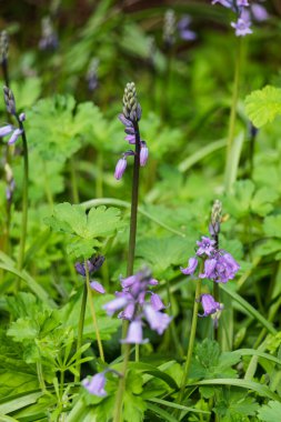 Hyacinthoides, betik olmayan çiçek açan bitkiler.