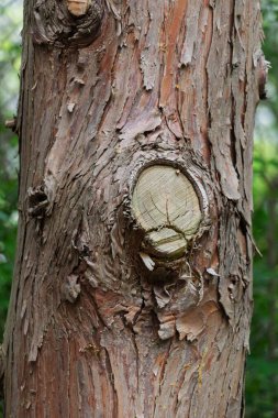 Kabuksuz ağaç. Ağaç kabuğu olmayan bir ağaç. Çıplak sandık..