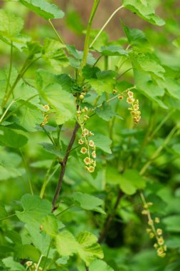 Botanik Bahçesinde frenk üzümü çiçekleri (Ribes spicatum)