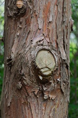 Kabuksuz ağaç. Ağaç kabuğu olmayan bir ağaç. Çıplak sandık..