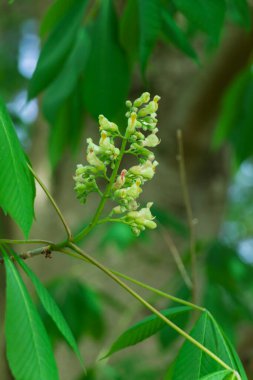 Maackia amurensis (Latince: Maackia amurensis)