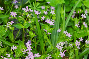 Claytonia sibirica (Latince: Claytonia sibirica)