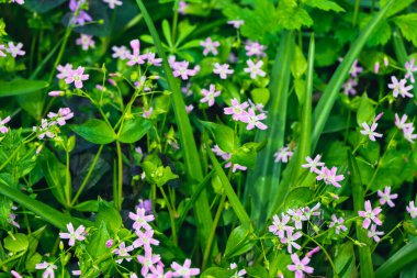 Claytonia sibirica (Latince: Claytonia sibirica)