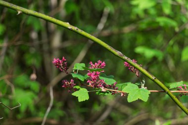 Kana bulanmış üzümün çiçekleri (Rbes sanguinum)).