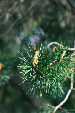 Genel çam (Latince: Pnus sylvstris). Bir çam ağacında küçük koniler ortaya çıkar.