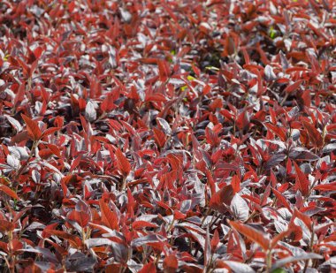 Prnus pmila, Prunus familyasından bir bitki türü. Ekranda pembe yapraklar.