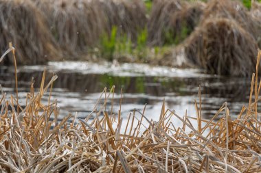 Kuzey Almanya 'da kıyılarında kuru çimlerle çevrili küçük bir göl.