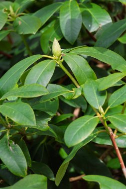 Olgunlaşmamış Rhododendron Ponticum dallanan bir yeşil çalılıktır.