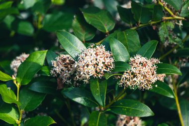 Doğadaki Skimmia japonica çiçeklerinin yakın çekimi.