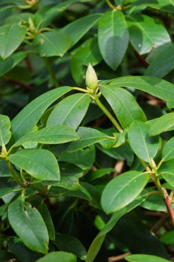 Olgunlaşmamış Rhododendron Ponticum dallanan bir yeşil çalılıktır.