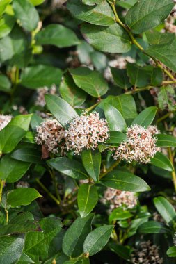 Doğadaki Skimmia japonica çiçeklerinin yakın çekimi.