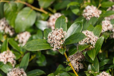 Doğadaki Skimmia japonica çiçeklerinin yakın çekimi.
