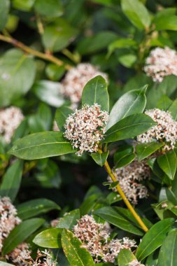Doğadaki Skimmia japonica çiçeklerinin yakın çekimi.